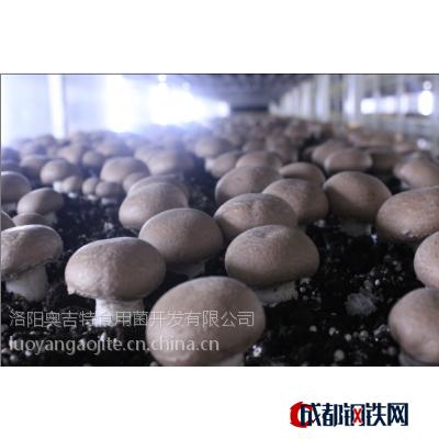 工厂化褐蘑菇牛排菇双孢菇白蘑菇奥吉特生物科技